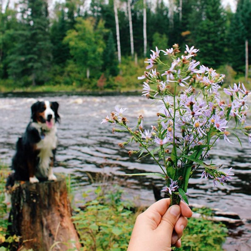 @clairecudahy: Down by the river #adventuredog