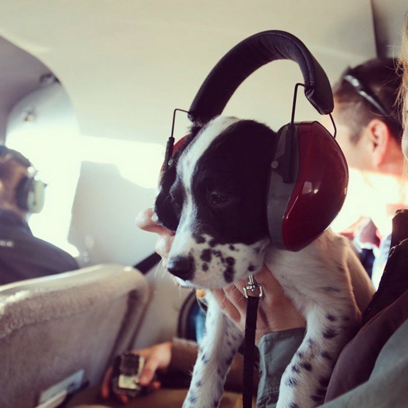 @cunningham_christine: Colt鈥檚 first ride in a bush plane #birddog