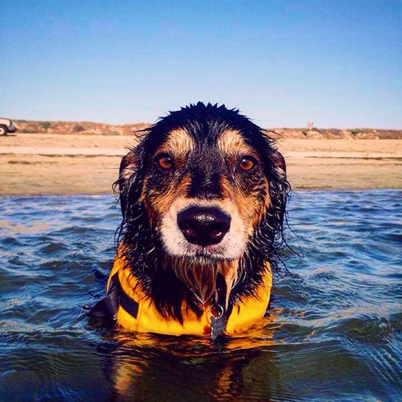 @hike.rinse.repeat: Because my dog is epic....and I really wish I was in a cold body of water right now.