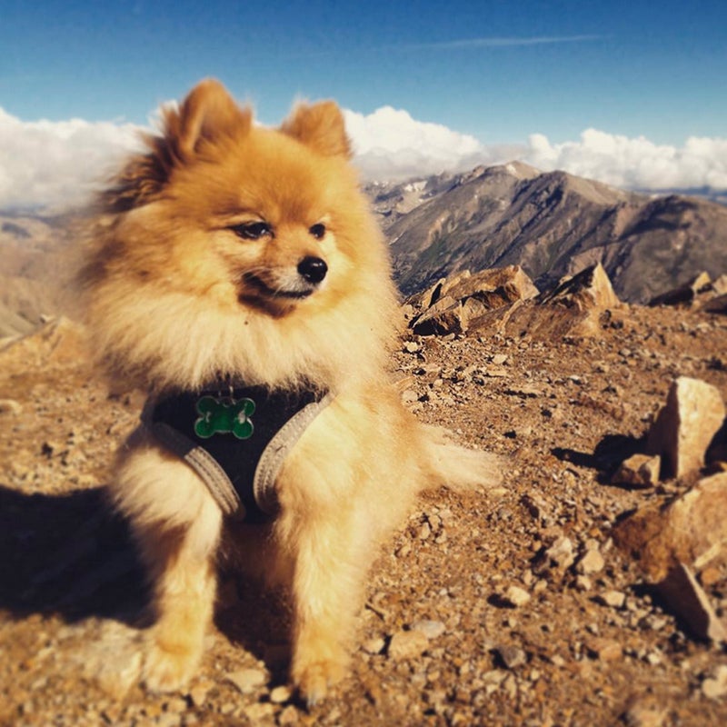 @jimmimacc: "It's not the size of the dog in the fight, it's the size of the fight in the dog." True that! This 9 lbs #Pomeranian, Bailey, has summited 9 Colorado #14ers almost entirely on his own. Just thought you should know.