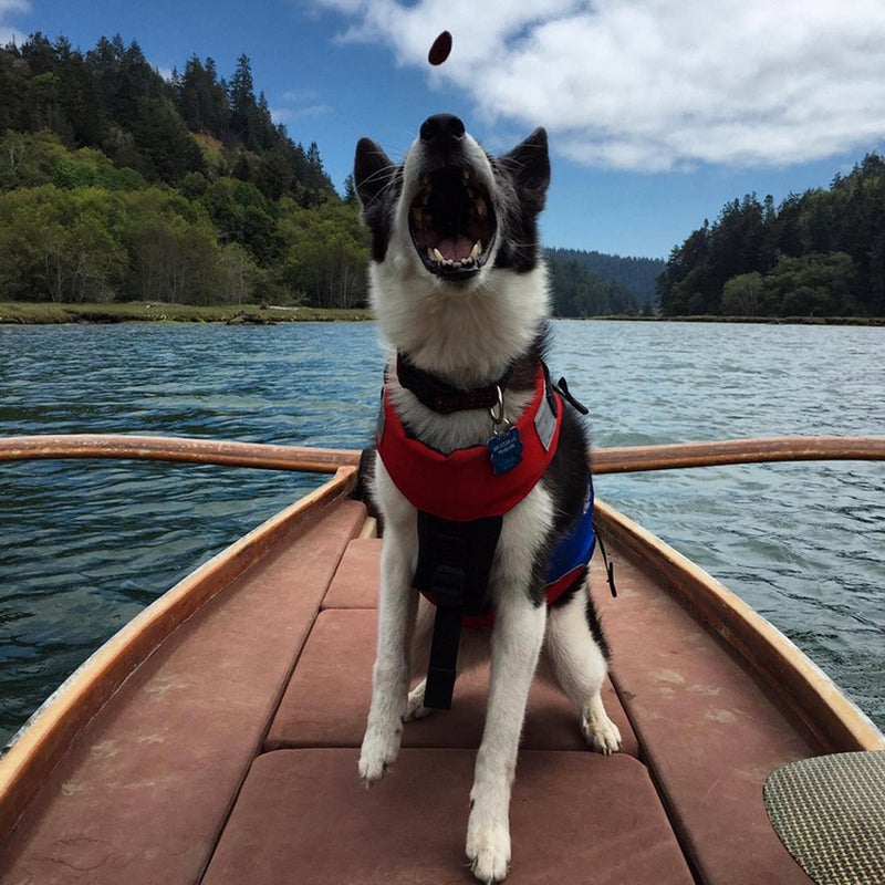 @micholascage: Dog days鈥 #onaboat