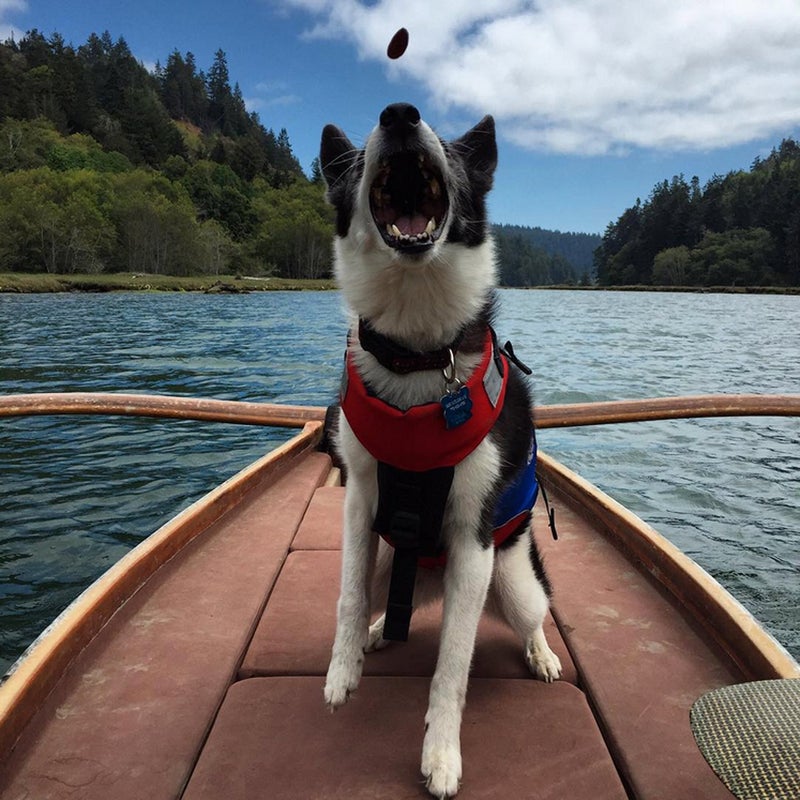 @micholascage: Dog days… #onaboat