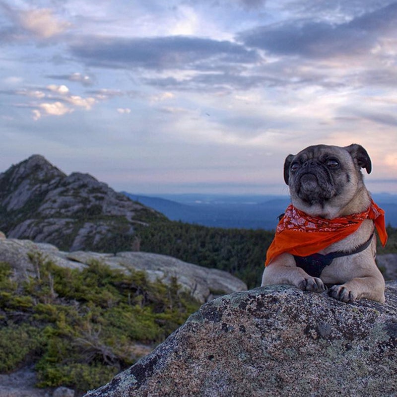 @pugventure_photo: This is Mack on the summit of #FirstSister with #MountChocorua in the background. #MackThePug California, here we come.