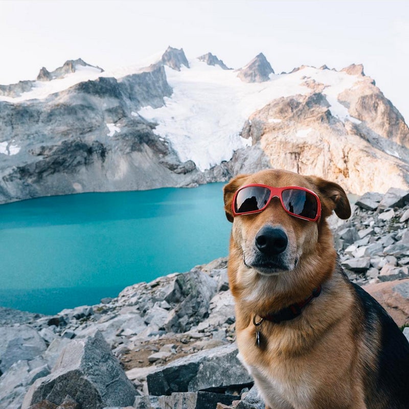 Every year we ask our Instagram followers to share the best shots of their number one adventure buddy. As our audience has grown, so has the quality of replies. Big or small, these furry friends prove that when it comes time to hit the trail, the lake, the slopes, or wherever you get outside, dogs cannot be beat. Here are 20 of our favorites.
Photo - @sam__davis: “This guy thinks #nationaldogday should be a federally recognized holiday... Also, our vet recommended that he wears sunglasses on snowfields and glaciers lol #dieseltheadventuredog”