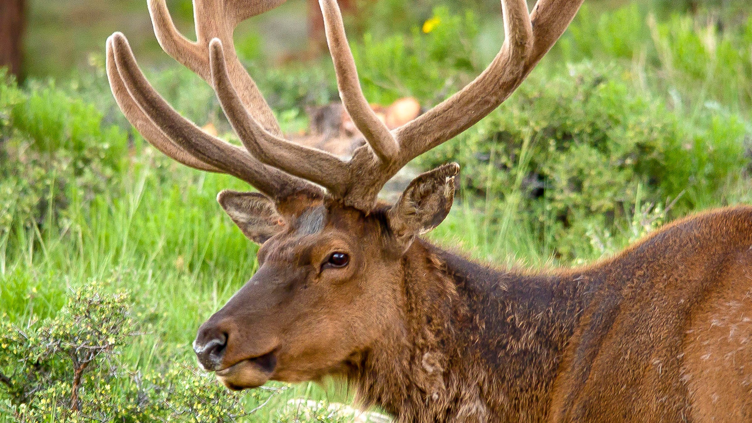 “These are wild animals and people need to not try and take photographs or videos with their phones by chasing animals around. That’s totally inappropriate and unsafe.”