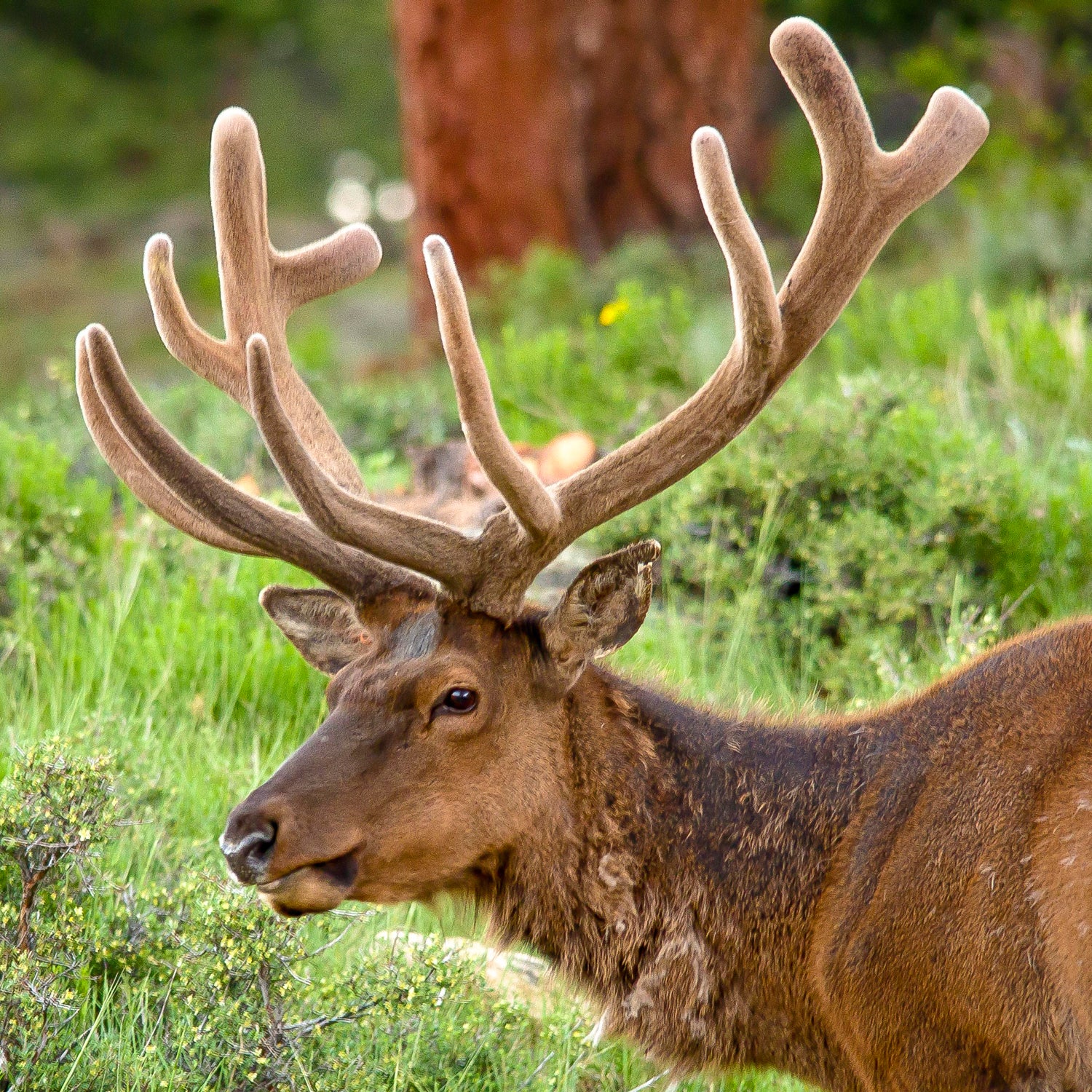 “These are wild animals and people need to not try and take photographs or videos with their phones by chasing animals around. That’s totally inappropriate and unsafe.”