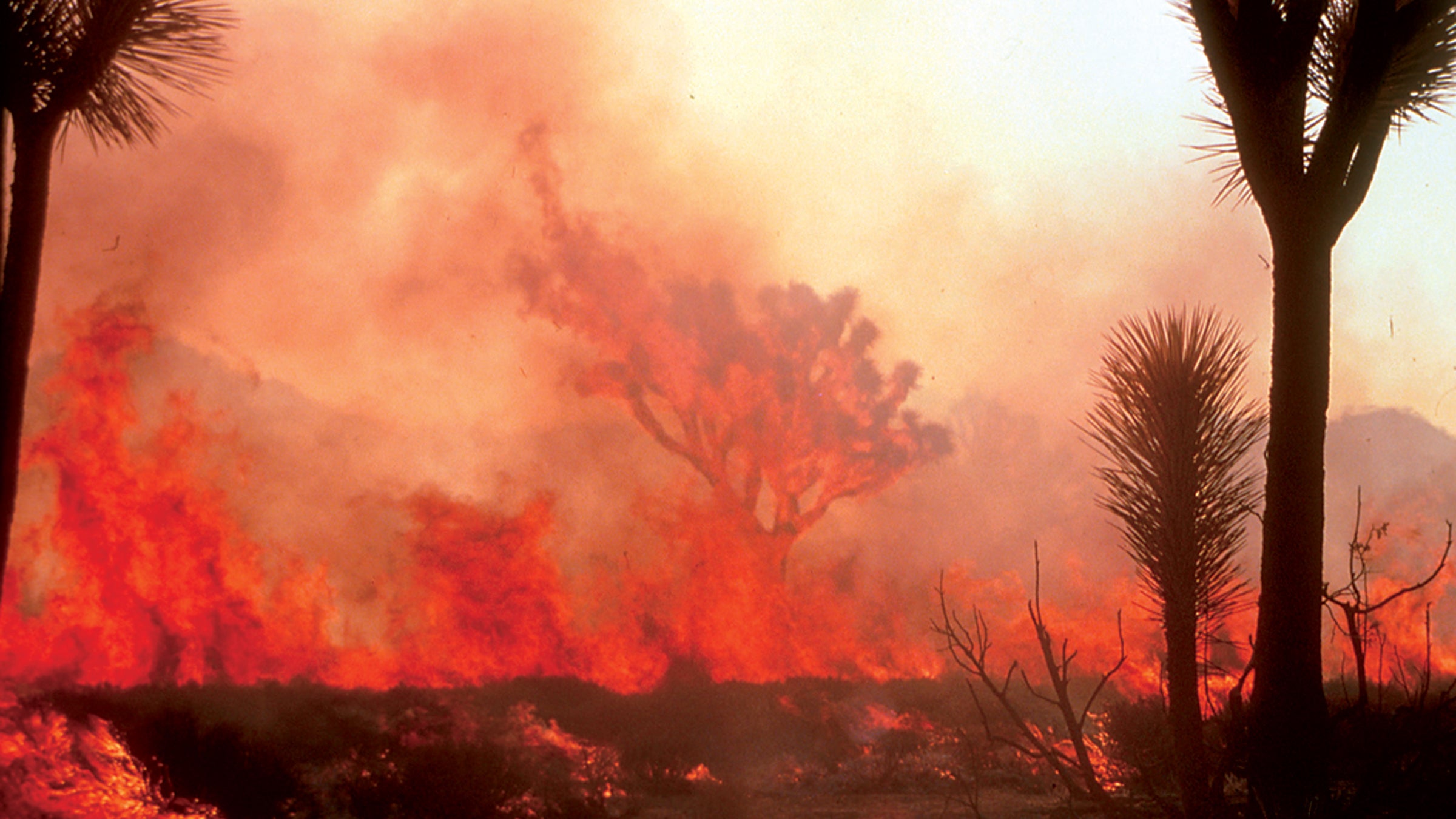 Wildfires have exacerbated the decline of Joshua tree habitats. The trees require cold and wet conditions to reproduce and spread.