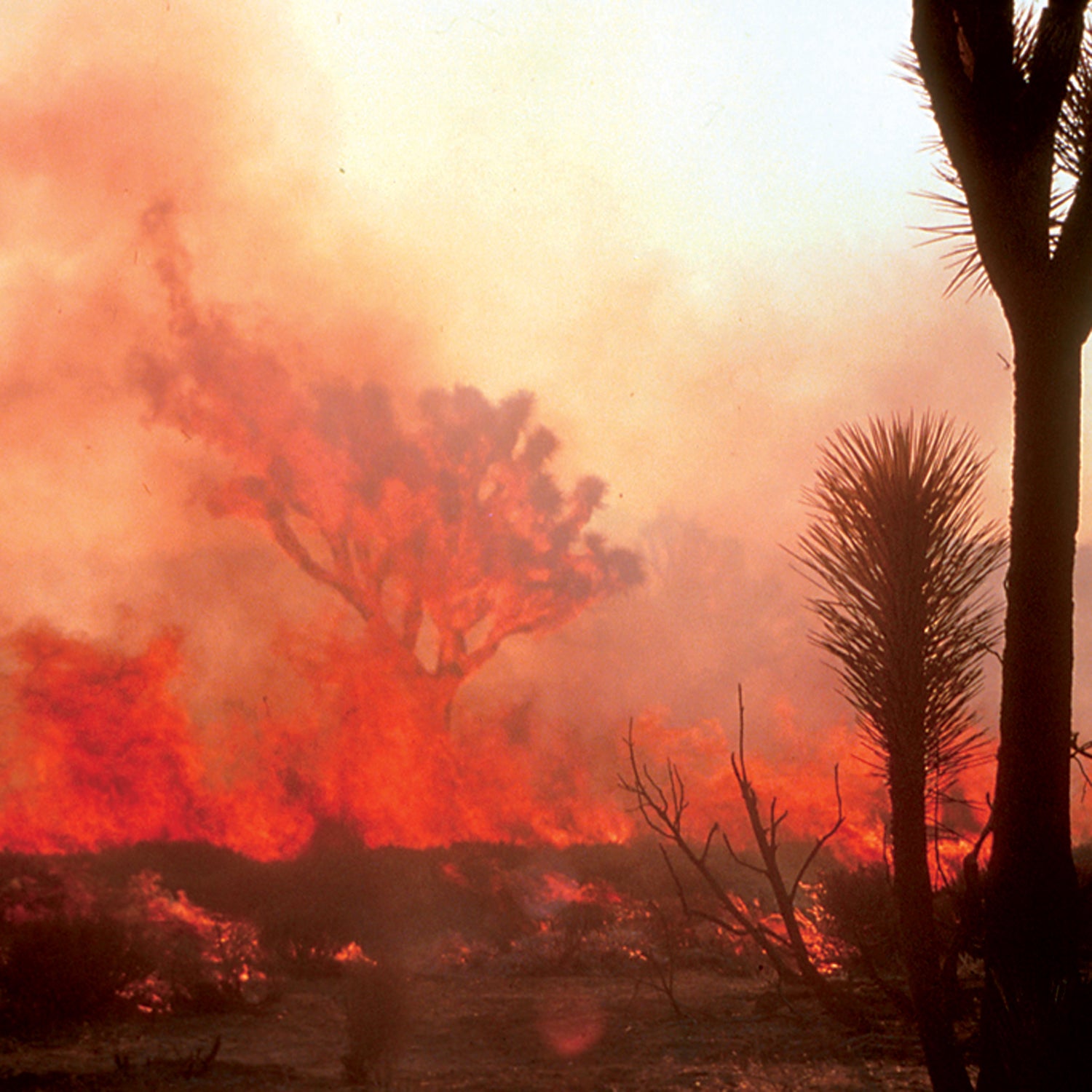 Wildfires have exacerbated the decline of Joshua tree habitats, which require cold and wet conditions to reproduce and spread.