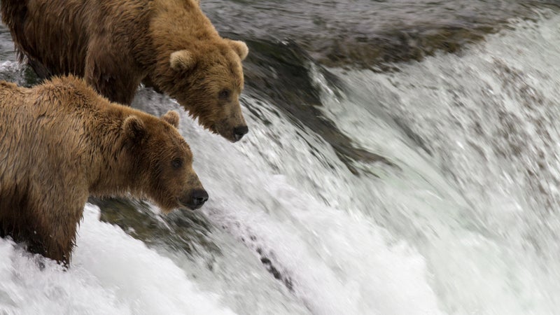 Brown bears on the Katmai cam.