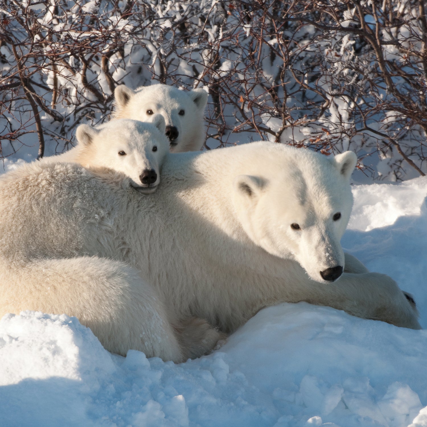 Polar Bear (Ursus maritimus) mother and cubs. Hudson Bay, Manitoba, Canada