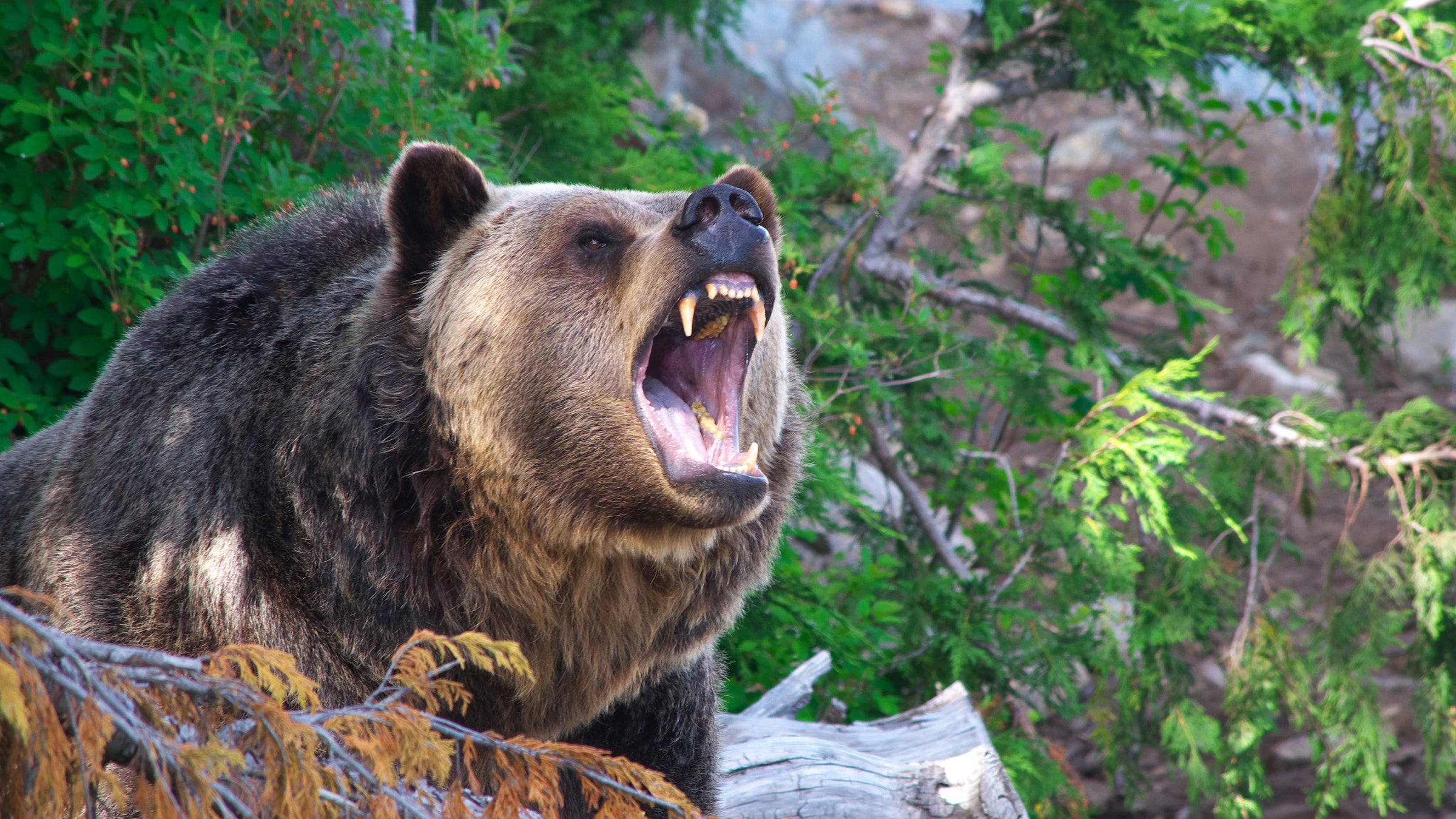 Man fights off grizzly attack by shoving his arm down the animal's throat.