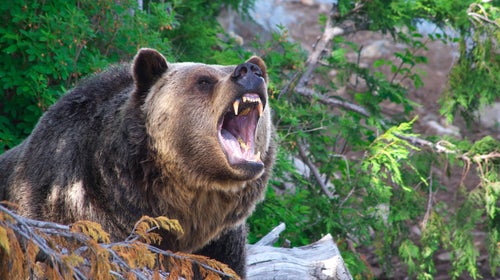 Man fights off grizzly attack by shoving his arm down the animal's throat.