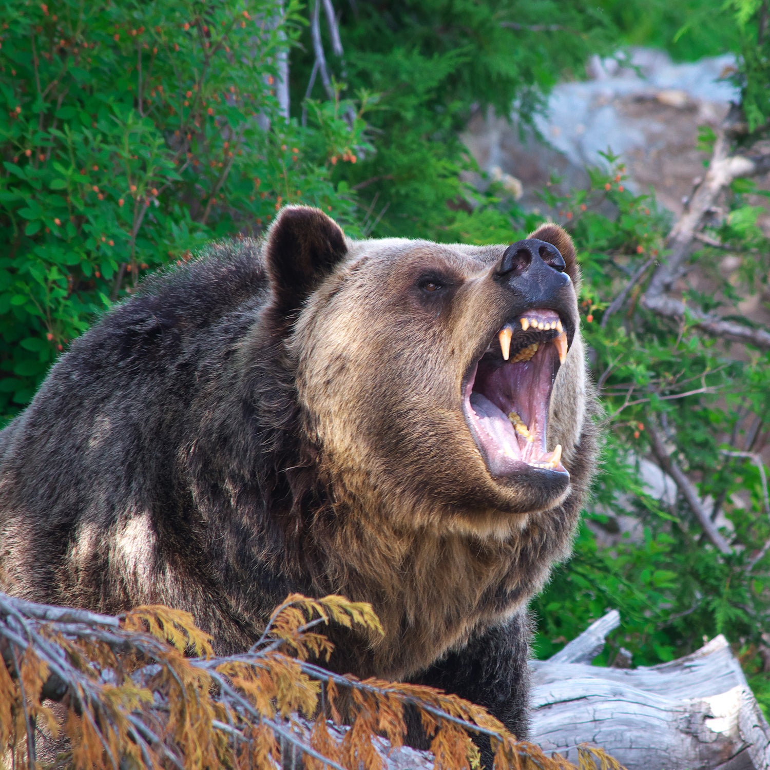 Hunter Survives Grizzly Attack