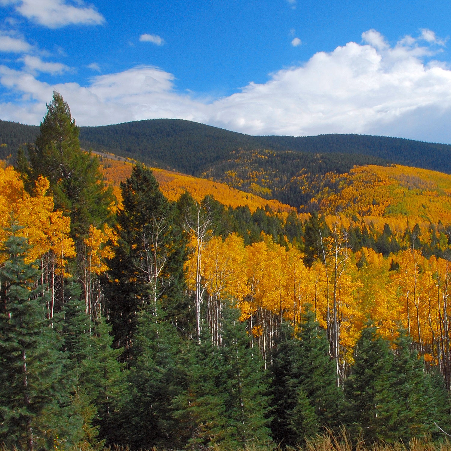 Blazing Aspens In The Santa Fe National Forest