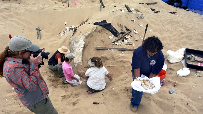 In October 2014, archeologists preserve decaying remains from wind-blown sand at Guadalupe Dunes.