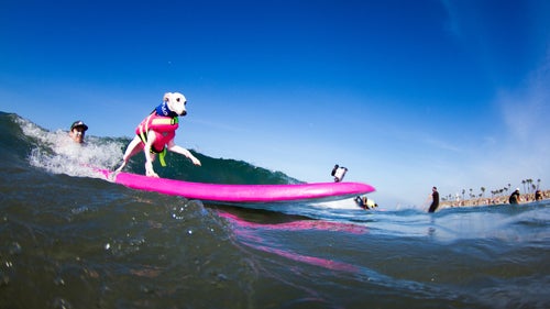 Beans The Whippet used to swim out to surfers and jump on their boards, prompting owner Jen Havens to get the dog her own board and enter her into a surf dog competition in 2009. Beans also gives back to the community through her therapy dog visits to the Rosemead Library.