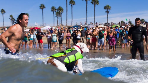 Faith, the surfing Pit Bull, rides this wave straight into the crowd of adoring fans. Faith was adopted by owner and self described “foster failure” James Wall in 2012 after he rescued her with with every intention of finding her another home. She won him over with her personality and good looks, and then she sealed the deal by turning out to be a surfer girl to boot. Faith has won several surf dog awards in the medium dog division.