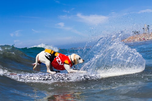 Haole Boy’s surfing days can be traced back to riding on the back of a golf cart as a pup, a habit that his owners, John and Kim Murphy, attribute to the development of his exceptional balance. Haole Boy the surf dog won over locals and tourists alike in Huntington Beach by taking home the third-place prize in the “shredder” division at this year’s competition.
