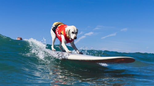 Haole Boy’s surfing days can be traced back to riding on the back of a golf cart as a pup, a habit that his owners, John and Kim Murphy, attribute to the development of his exceptional balance. Haole Boy won over locals and tourists alike in Huntington Beach by taking home the third-place prize in the “shredder” division at this year’s competition.