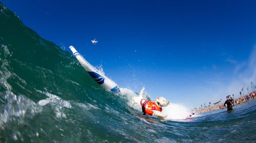 Joey, a West Highland Terrier, is seen here forced to bail off his board when conditions get a little hairy. He held his head high and got right back on the board, inspired to maintain a brave face for all the dogs that he and his owners remain involved with at Westie Rescue of Orange County and Beyond.
