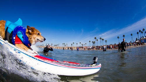 Thankfully, the only shark sighting at this year’s Surf Dog Competition was JoJo, a Pembroke Welsh Corgi who sported a finned life vest to intimidate his competitors and impress the ladies. After being attacked by two large dogs a few years ago, the vet said JoJo would be lucky to survive, much less walk again. Through his healing and recovery process, JoJo’s owners got him on a surfboard and he has fully recovered.