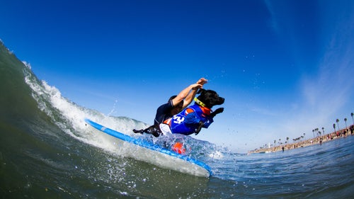 Major is a relative newcomer to the sport of dog surfing, having taken his first lesson just two months ago. Prior to riding his first wave, Major tried out stand up paddleboarding with his owner, Dana, but spent most of the time jumping into the water. He turns one in November and is using his youthful zeal to his advantage, pictured here attempting to be the first dog to ride a wave on just his hind legs.