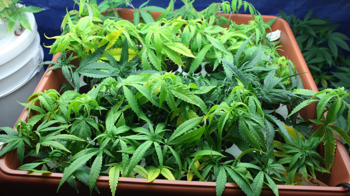 Study Finds New Cause for “Runner’s High”