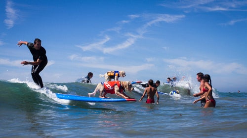 With a little help from his owner, Labradoodle Kona Kai attempts to hang ten on this party wave. The Huntington Beach Junior Lifeguard crew was on hand all weekend to ensure that all participants were safe. The competition was a huge success for the Labradoodle, who ended up taking home the second place prize in the extra large division.