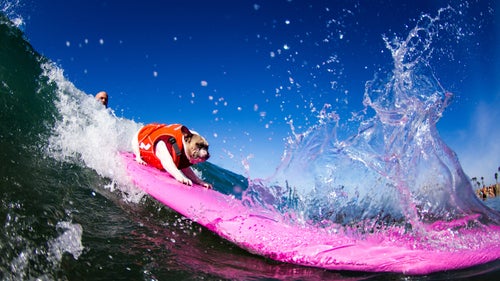 Learning to surf can be a daunting endeavor. If you’re lucky enough to have an experienced friend guide you through the gear choices and give you some tips so you don’t look like a total kook, you’ve still got to contend with variable weather, wave conditions, and you better acquire a taste for saltwater. Just in case all of that wasn’t intimidating enough, now you have to face the fact that there are dogs out there who can probably handle a wave better than you. On a recent weekend in Huntington Beach, California, 64 dogs competed in the seventh annual Petco Surf City Surf Dog Competition. The weekend-long event features a multi-heat dog surfing contest with prizes in four different weight-class divisions and even tandem heats with the dogs’ owners. Photographer Dominique Labrecque was there to capture the action. Photo: Cherie the French Bulldog shows some impressive focus as she charges this wave on her signature pink board. Cherie’s owners, Dan and Amy Nykolayko, enrolled her in dog surfing lessons after watching her chase larger dogs into the ocean every time they took her to the beach.
