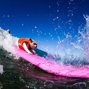 Learning to surf can be a daunting endeavor. If you’re lucky enough to have an experienced friend guide you through the gear choices and give you some tips so you don’t look like a total kook, you’ve still got to contend with variable weather, wave conditions, and you better acquire a taste for saltwater. Just in case all that wasn’t intimidating enough, now you have to face the fact that there are dogs out there who can probably handle a wave better than you.
On a recent weekend in Huntington Beach, California, 64 dogs competed in the 7th annual Petco Surf City Surf Dog Competition. The weekend-long event features a multi-heat dog surfing contest with prizes in four different weight-class divisions and even tandem heats with the dogs’ owners. Photographer Dominique Labrecque was there to capture the action.