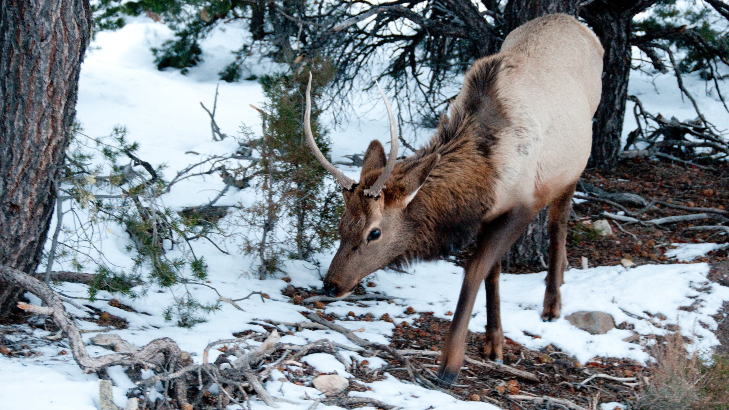 “The true ecotourists are going to be the most amenable to thinking critically and wanting to get more information, and then presumably wanting to minimize their impact,” Blumstein said.