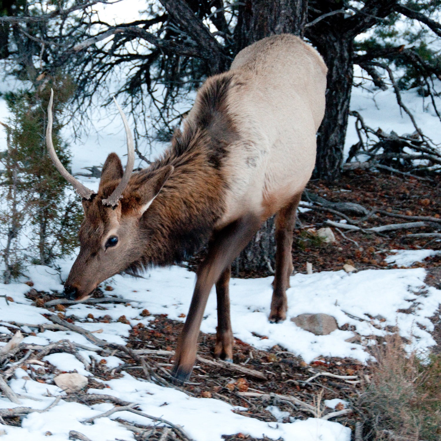 Not to be confused with a moose (which are called Elk in Europe)