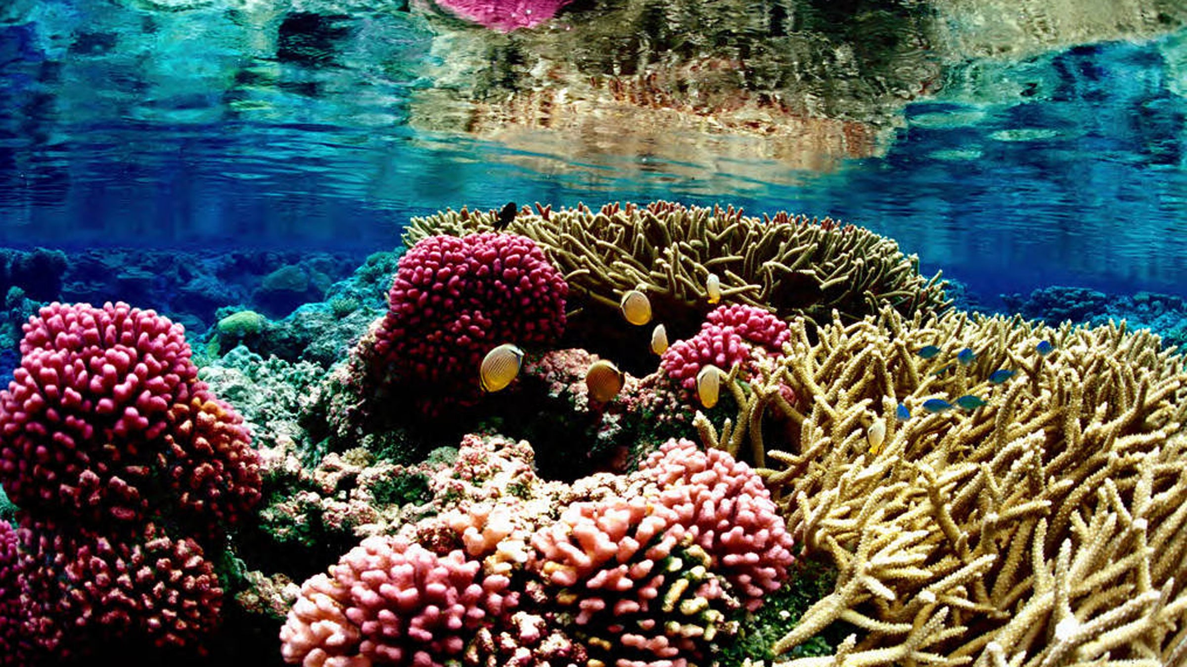 “This study raises our awareness of a seldom-realized threat to the health of our reef life.”
