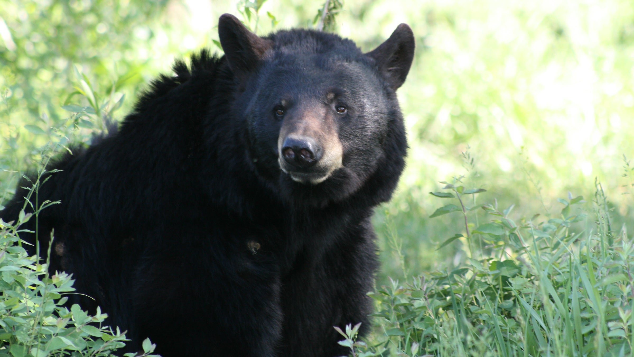 Florida Halts Black Bear Hunt