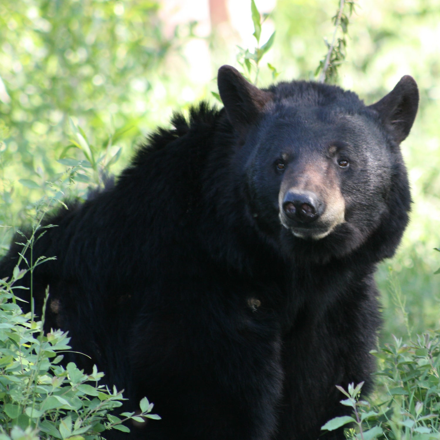 Florida Black Bear