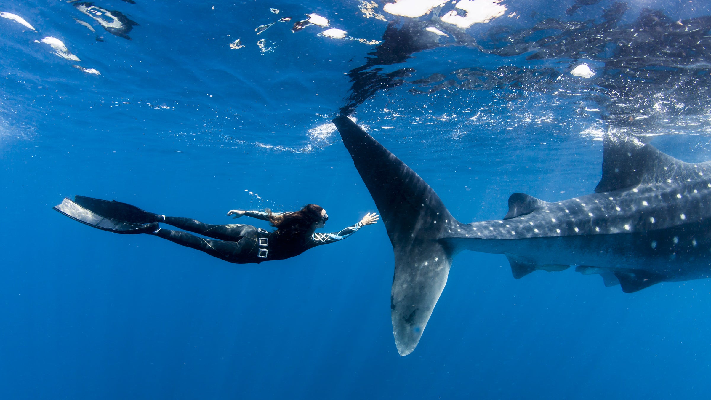 Swim with whale sharks in Baja: check.
