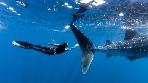 Swim with whale sharks in Baja: check.