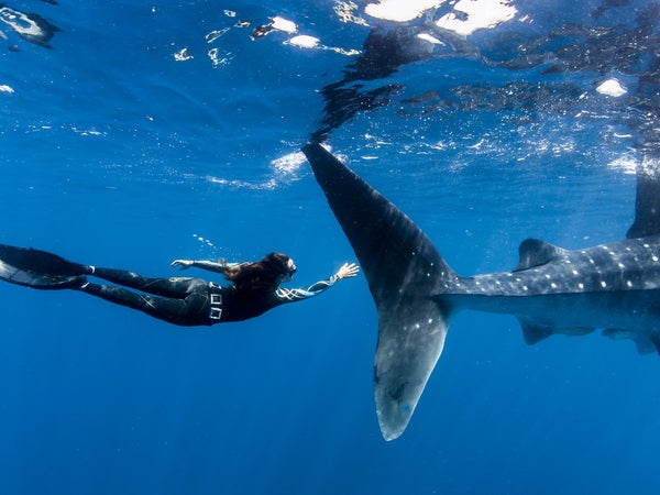 Swim with whale sharks in Baja: check.