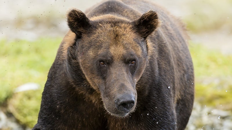 Alaskan greeting party.