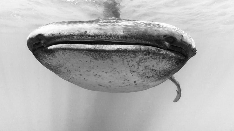 Eye to eye with a whale shark.