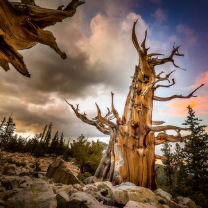 Ancient bristlecone pines at Great Basin National Park.