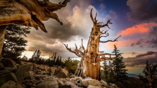 Ancient bristlecone pines at Great Basin National Park.