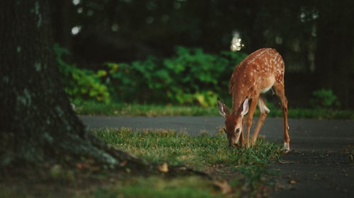 Struck moose or deer are usually donated to churches or firehouses.