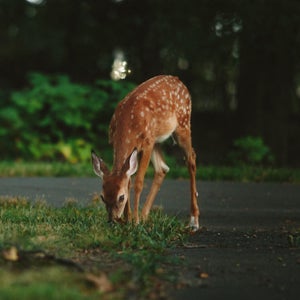Struck moose or deer are usually donated to churches or firehouses.