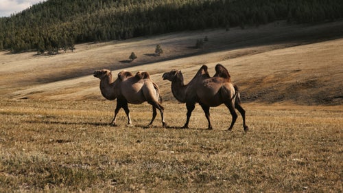 We probably would’ve made better time getting to Tsagaan Nuur, the starting point for the horse trek to Darkhad, but we made Olga pull over nearly every 20 minutes to check something out. Like this roaming pair of wild Bactrian camels.