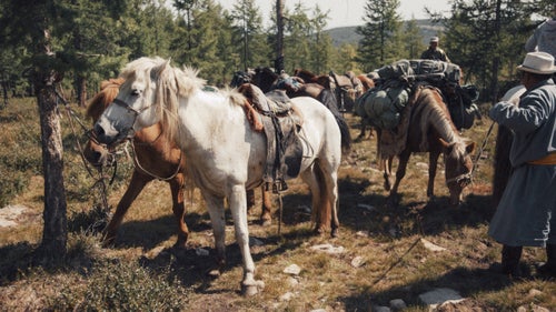 After spending the night in a small town by a turquoise lake called Tsagaan Nuur, we woke up bright and earlier the next morning to meet the horses for the trek to the Darkhad Depression. The horses were smaller than we’d anticipated (and a lot gassier). We loaded up each steed, added a couple new guides and a cook to the party, and ventured on to where cars could not go.