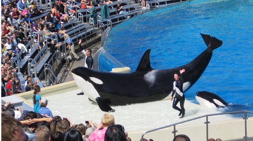 The choreographed orca show will be replaced with a more “informative” experience that promotes a