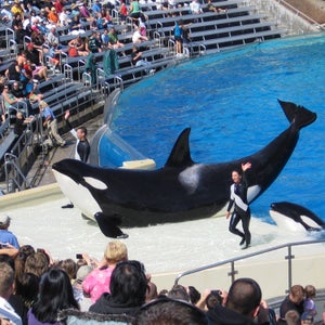 The choreographed orca show will be replaced with a more “informative” experience that promotes a