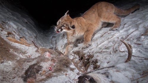 While wandering the woods with my friend鈥檚 dog, I stumbled upon one of the freshest cougar tracks I鈥檇 ever seen. I followed the tracks in reverse and they led me to a mule deer carcass cached under a thin layer of snow. A few hours later the cat returned and triggered a camera I placed downhill from the carcass. After pausing to curiously inspect my camera, the cat tore into the frozen carcass without restraint. Though wide-ranging and difficult to intercept, cougars are fearless of camera gear, making them one of my favorite animals to pursue. I have yet to see one in real life.