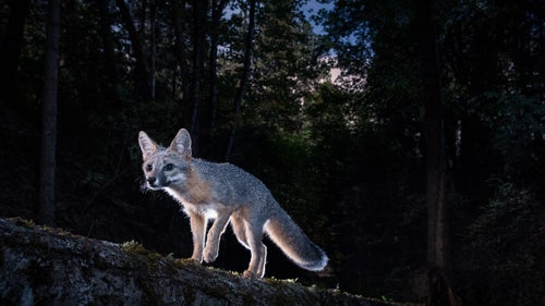 I missed the recent super blood moon eclipse because I was stuck in an airport. Luckily my camera was rolling and captured this grey fox shortly after the eclipse, as the bright moon illuminated the night sky. Siskiyou Mountains, Oregon.